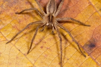 La Pisaure admirable. Un mle juvnile (Araneae - Pisauridae - Pisaura mirabilis)
